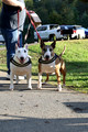 City Trick Treat Dog Walk 2026