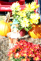 FFA Day at BHS 2-Nov-24